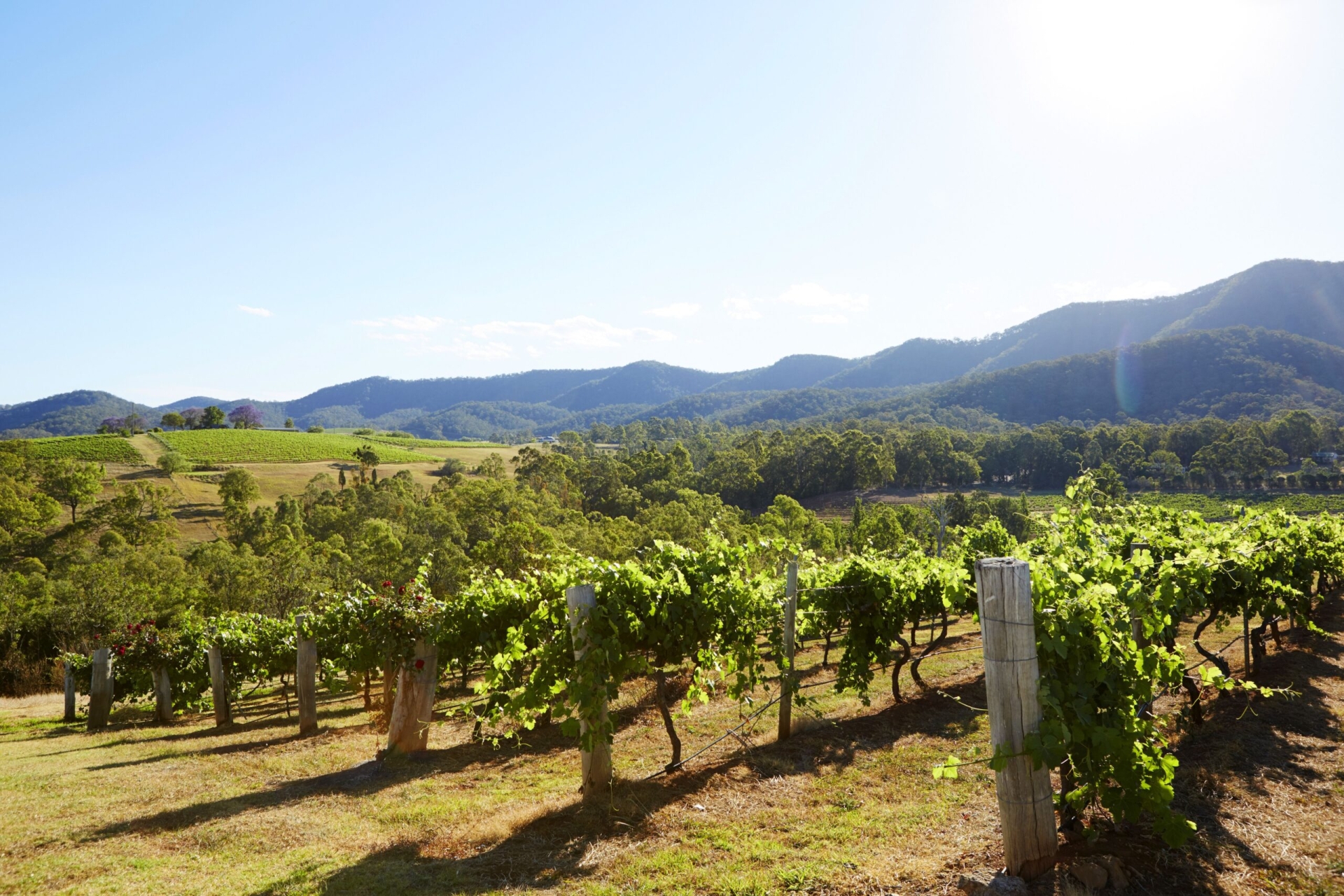 Hunter Valley Day Tour from Sydney