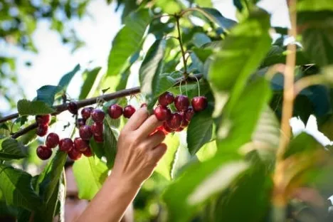 Cherry Picking – Orange Day Tour