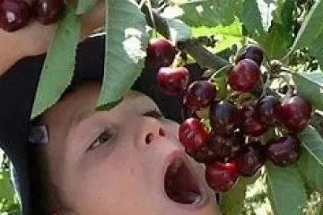 Cherry Picking – Orange Day Tour