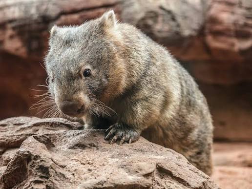 Australian Wildlife & Blue Mountains Gateway