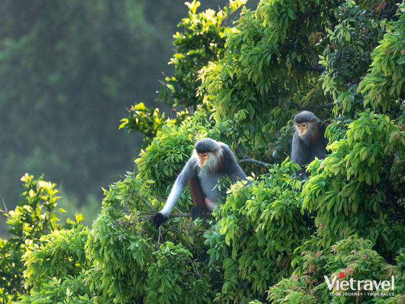 Da Nang – Hue – La Vang – Paradise Cave – Ba Na Hills – Golden Bridge – Son Tra | Discover Hue Plaza
