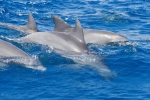 PORT STEPHENS EXPERIENCE TOUR – DOLPHINS, 4WD SAND DUNES & MORE!