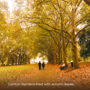 Where are the best places to see autumn leaves in Australia?