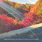 Where are the best places to see autumn leaves in Australia?