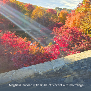 Where are the best places to see autumn leaves in Australia?