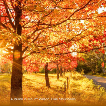 Where are the best places to see autumn leaves in Australia?