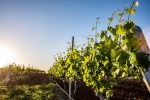 Hunter Valley Day Tour from Sydney
