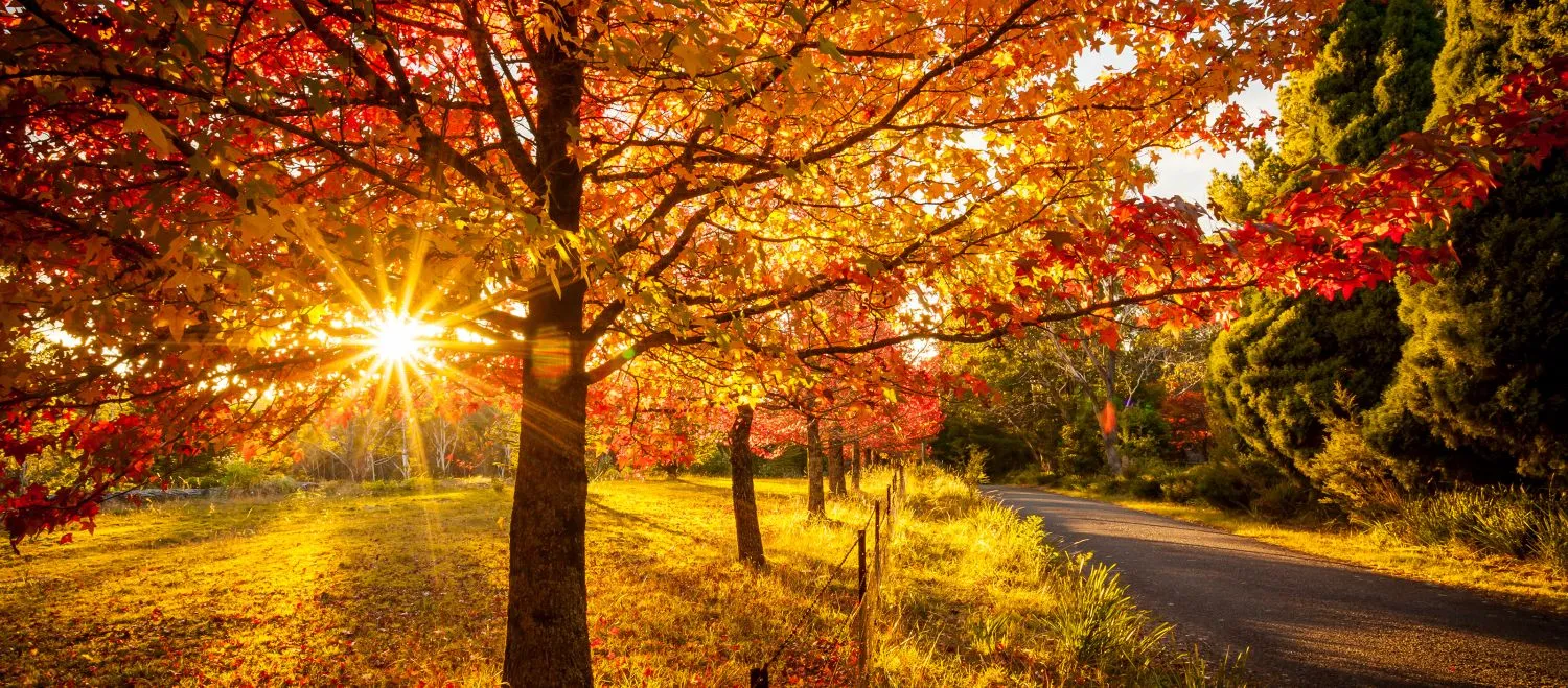 Where are the best places to see autumn leaves in Australia?