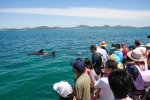 Port Stephens Day Tour