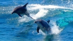 Port Stephens Day Tour