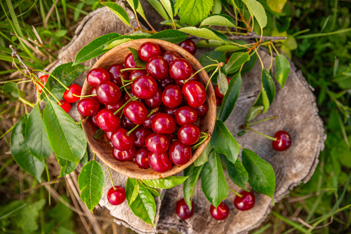 Cherry Picking – Orange Day Tour