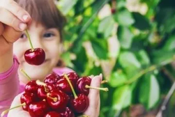 Cherry Picking – Orange Day Tour in Mandarin