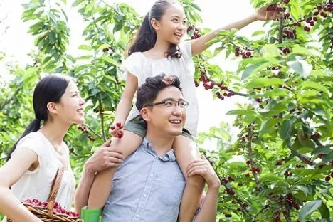 Cherry Picking – Orange Day Tour