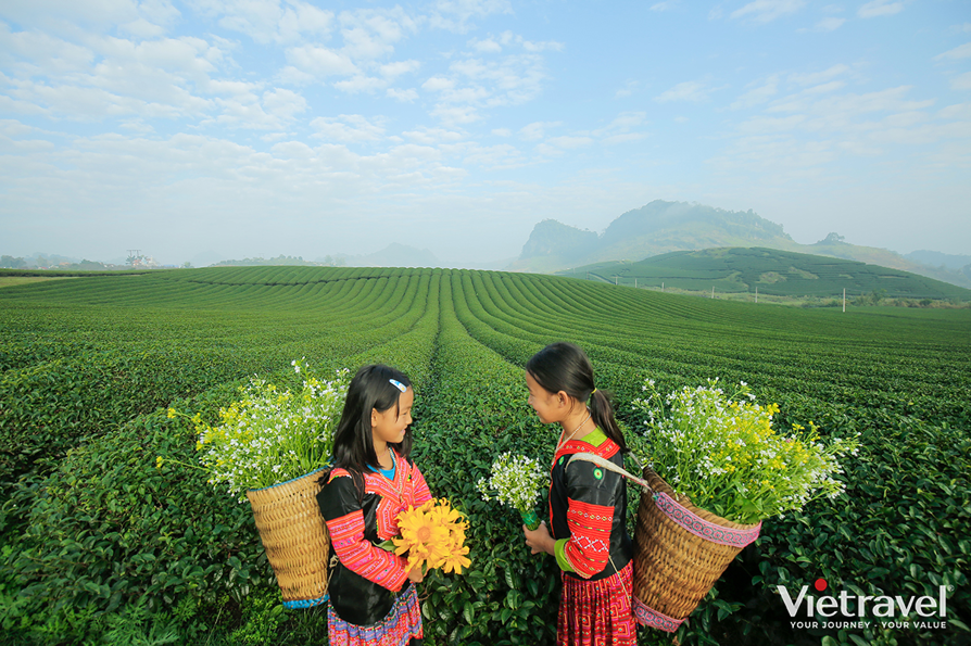 Moc Chau: Tea Hills – Persimmon Garden – Ban Ang Pine Forest – Dairy Farm