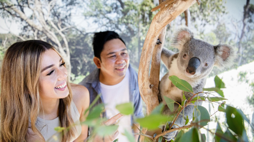 Blue Mountains Experience Tour in Mandarin