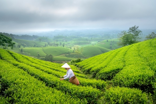 Yen Bai – Mu Cang Chai – Nghia Lo – Tan Son – Mam Xoi Hill
