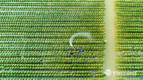 Southern Spring Colours: Sa Dec – Tan Quy Long Ornamental Flower Village – Rose Fields – Lai Vung Pink Mandarins