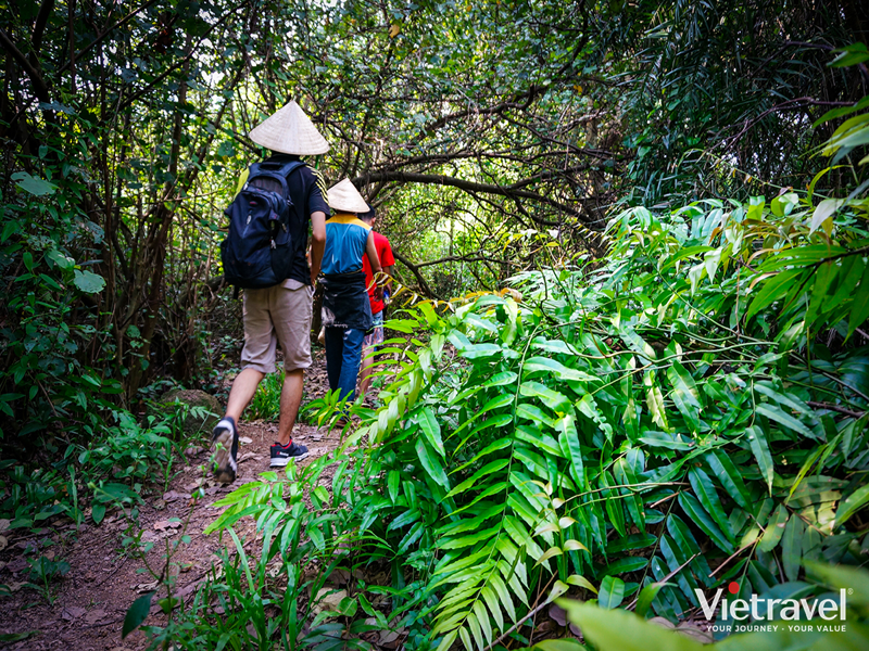 Coconut Countryside Painting – Ben Tre – Hai Van Farmland – Ba Lai River Cruise – Vam Ho Primeval Forest – Forest Bathing