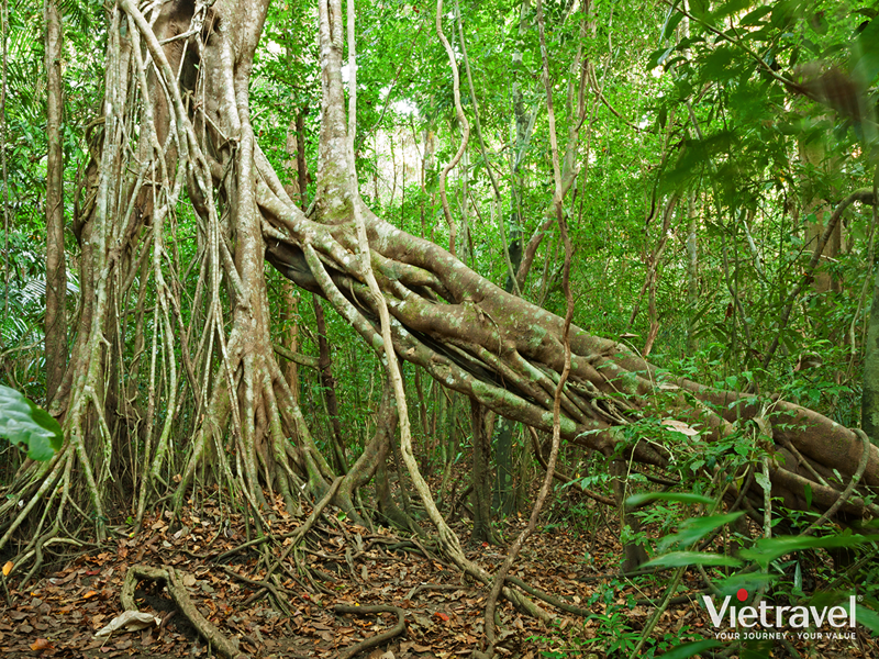 Caravan Nam Cat Tien National Park