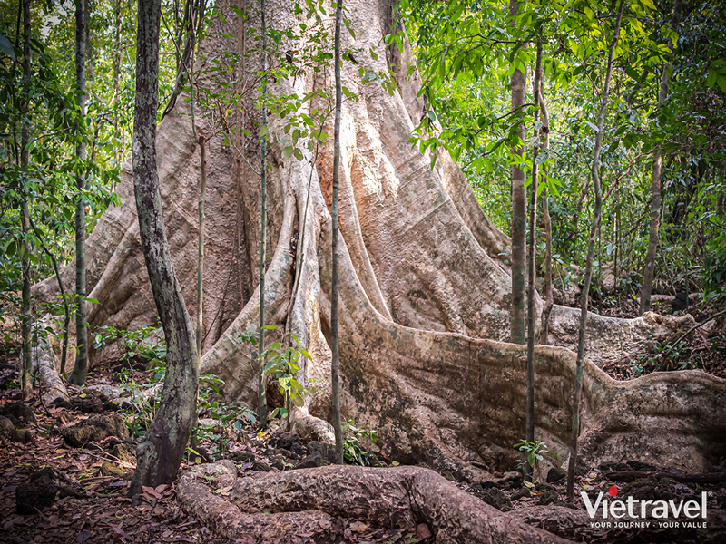 Eco Caravan: Nam Cat Tien National Park – Nature Calling