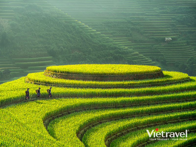 Northwest in Rice Harvest Season: Phu Tho – Nghia Lo – Mu Cang Chai – Sapa | Buffet Lunch Among the Clouds of Fansipan