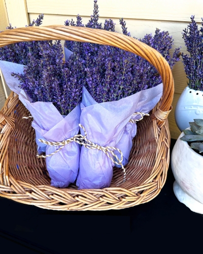 LAVENDER FARM AND CHERRY PICKING EXPERIENCE