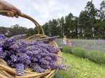 LAVENDER FARM AND CHERRY PICKING EXPERIENCE